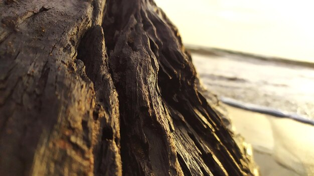 Close-up of tree trunk by sea against sky