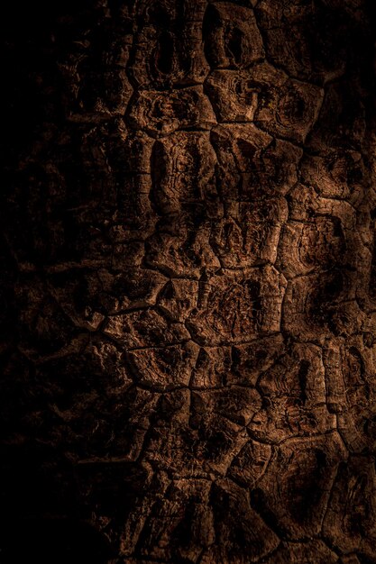 Photo close-up of tree trunk in the dark