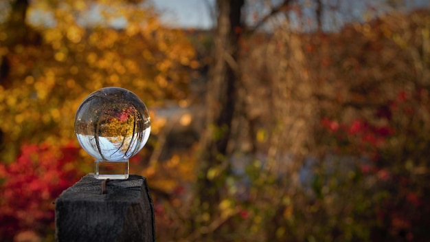 Foto prossimo piano del tronco dell'albero in autunno