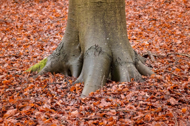 Photo close-up of tree trunk during autumn