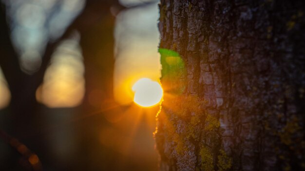 Photo close-up of tree trunk during sunset