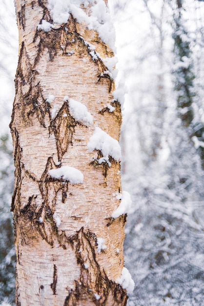 Photo close-up of tree trunk during winter