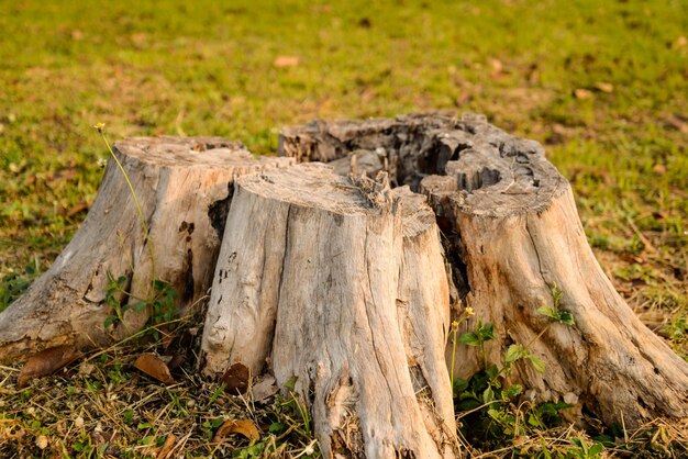 Close-up of tree trunk on field