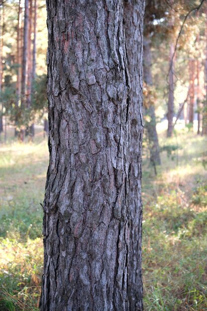 Foto prossimo piano del tronco dell'albero sul campo