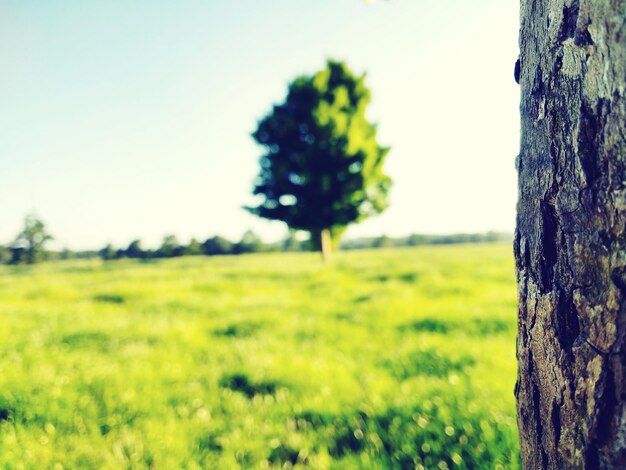 Close-up of tree trunk on field