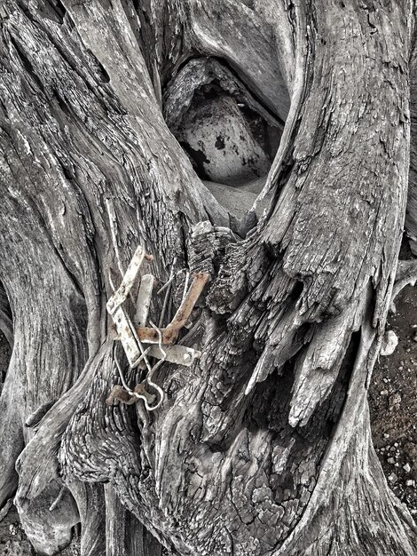 Photo close-up of tree trunk in forest