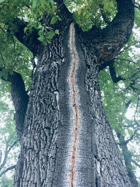 Close-up of tree trunk in forest