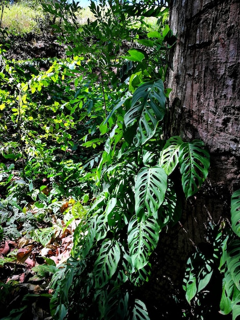 Close-up of tree trunk in forest