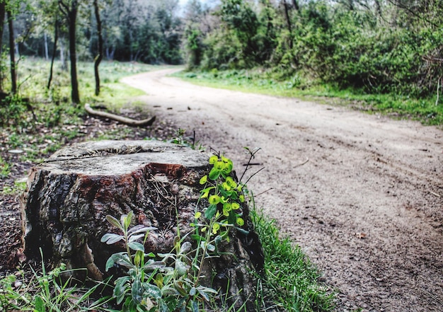 Foto prossimo piano del tronco di un albero nella foresta