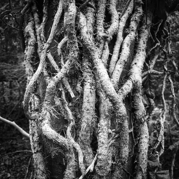 Foto prossimo piano del tronco di un albero nella foresta