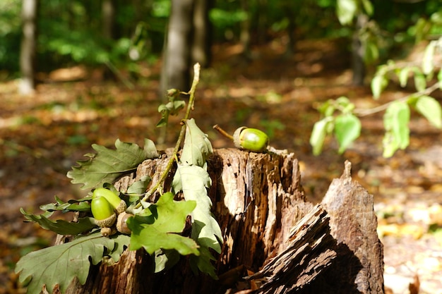 Close-up of tree trunk in forest