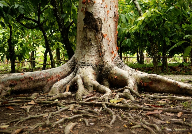 Foto prossimo piano del tronco di un albero nella foresta