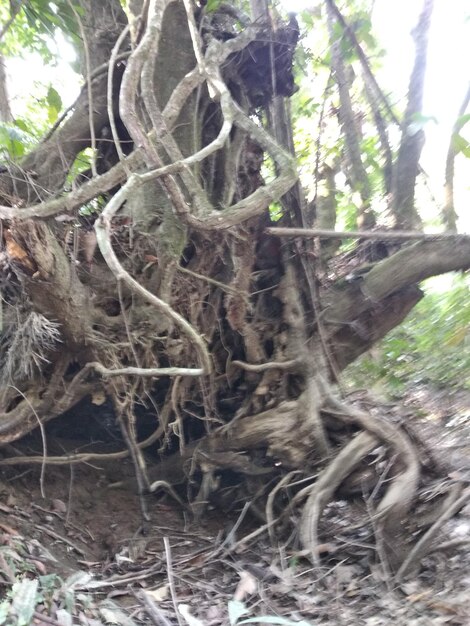 Close-up of tree trunk in forest