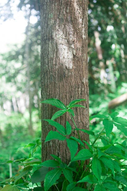 Close-up of tree trunk in forest