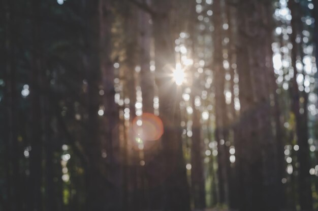 Foto prossimo piano del tronco di un albero nella foresta