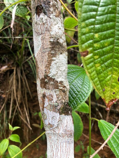 Photo close-up of tree trunk in forest