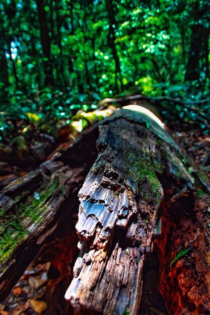 Close-up of tree trunk in forest