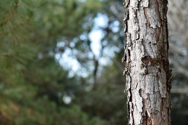 Close-up of tree trunk in forest