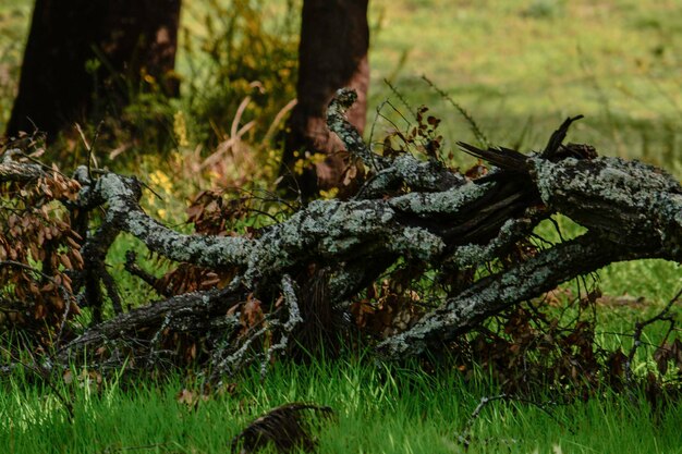 Close-up of tree trunk in forest