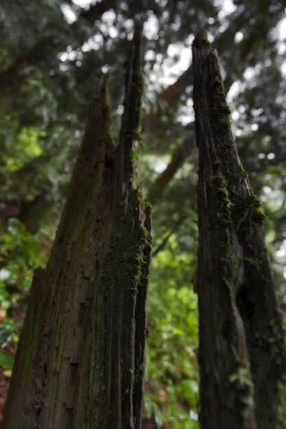 Foto prossimo piano del tronco di un albero nella foresta