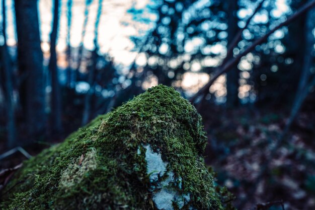 Close-up of tree trunk in forest