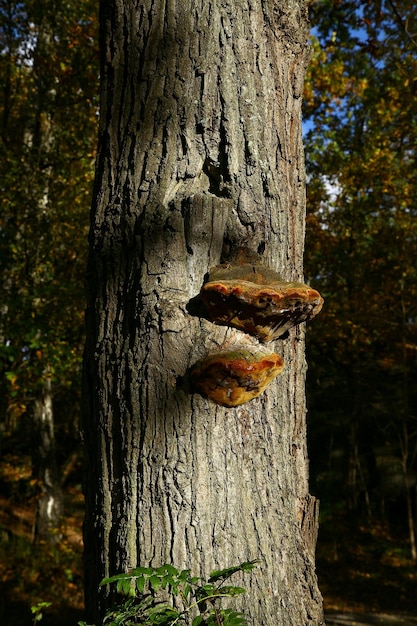 Foto prossimo piano del tronco di un albero nella foresta