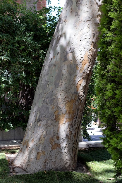 Foto prossimo piano del tronco di un albero nella foresta