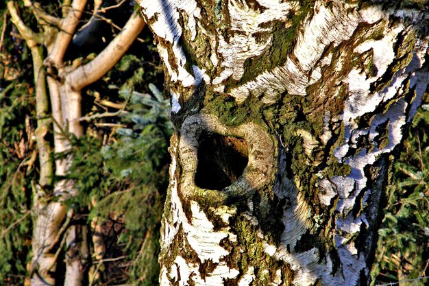 Photo close-up of tree trunk in forest