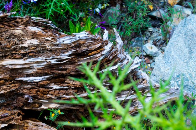 Close-up of tree trunk in forest