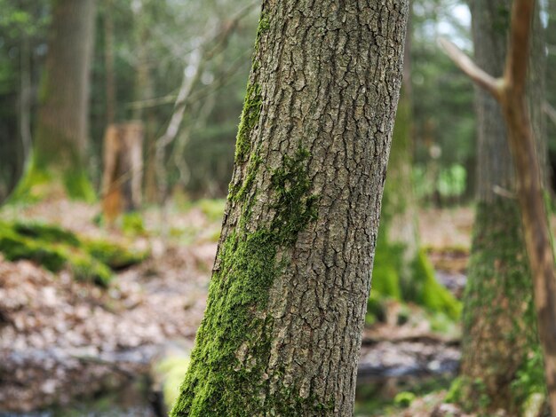 Close-up of tree trunk in forest