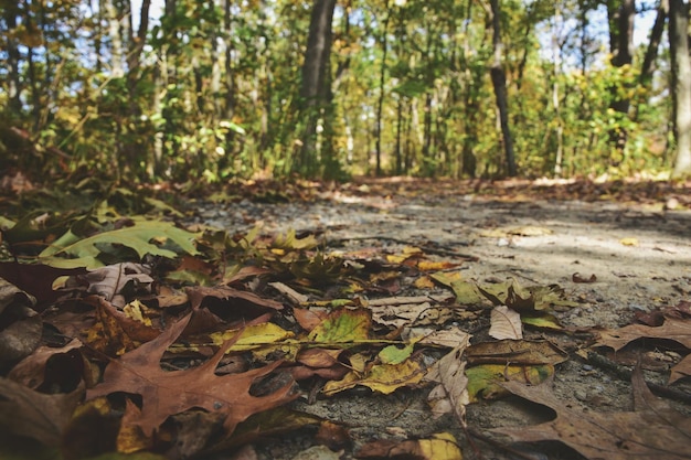 close-up of tree trunk in forest
