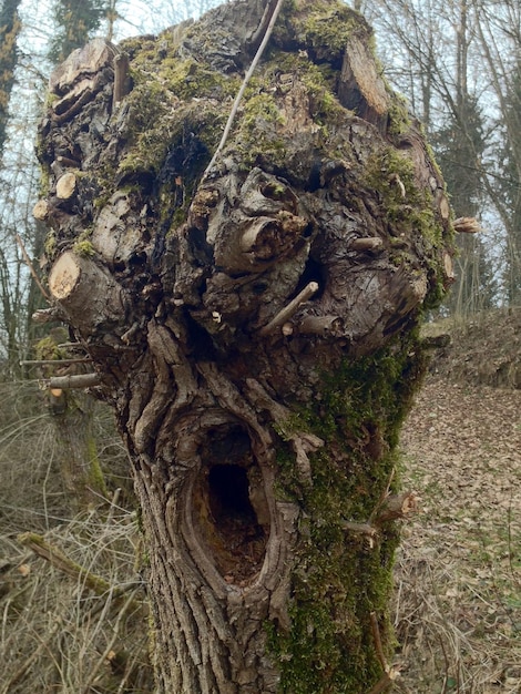 Foto prossimo piano del tronco dell'albero sul paesaggio