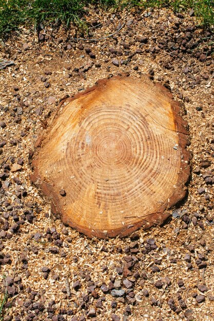 Photo close up of tree trunk in the view