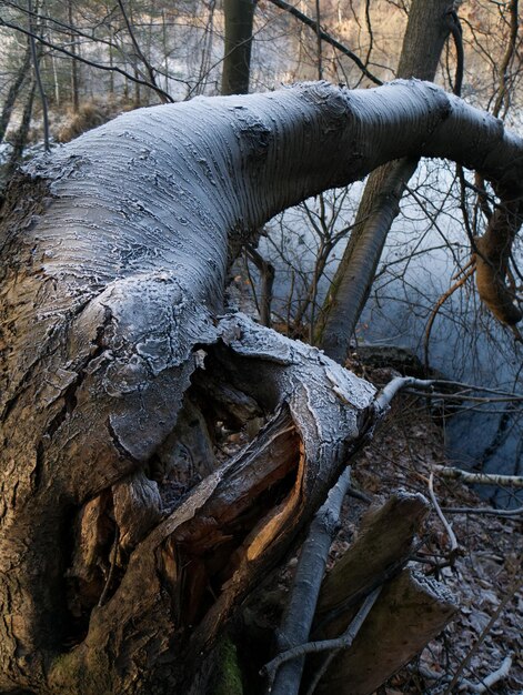 Photo close-up of tree trunk in winter