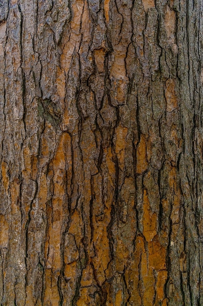 Foto un primo piano di un tronco d'albero con la trama della corteccia visibile.