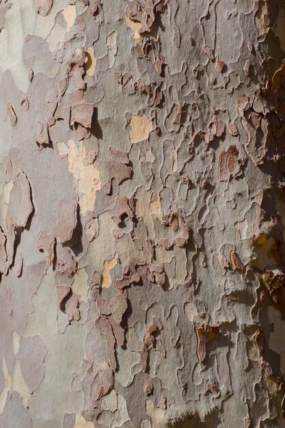 A close up of a tree trunk with peeling bark.