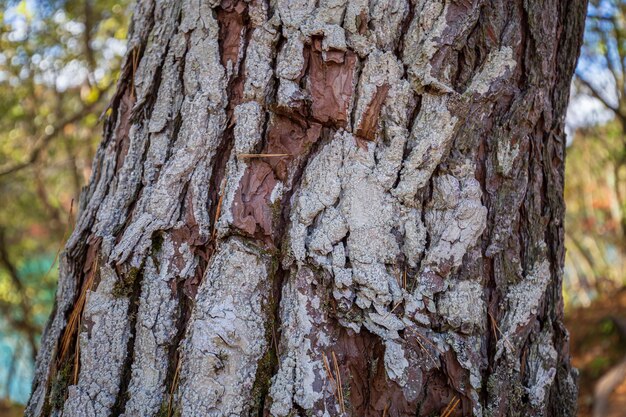 A close up of a tree trunk with a rough bark texture.