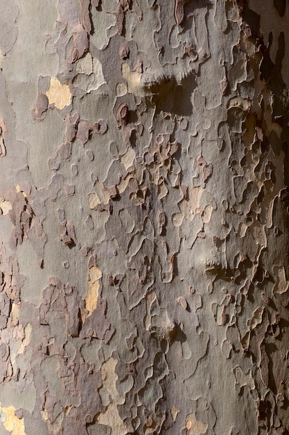 A close up of a tree trunk with a rough texture and the bark is gray.