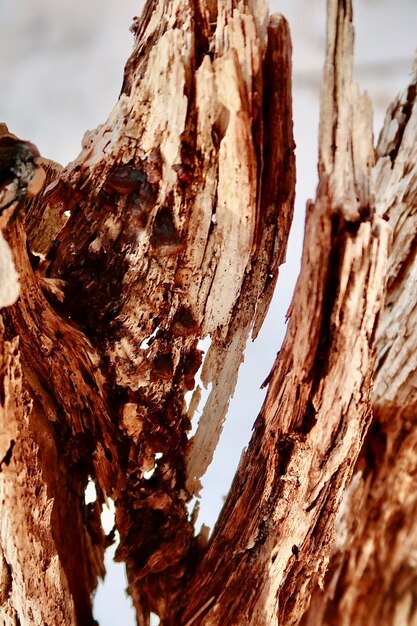 Close-up of tree trunk