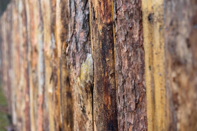 Photo close-up of tree trunk