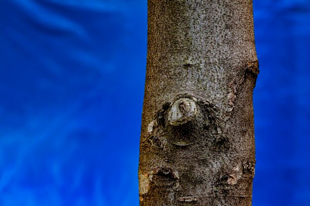 Close-up of tree trunk