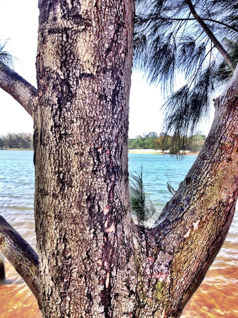 Foto prossimo piano del tronco dell'albero