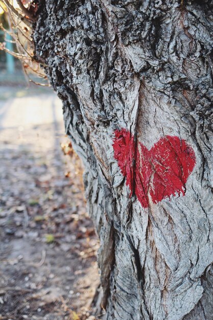 Foto prossimo piano del tronco dell'albero