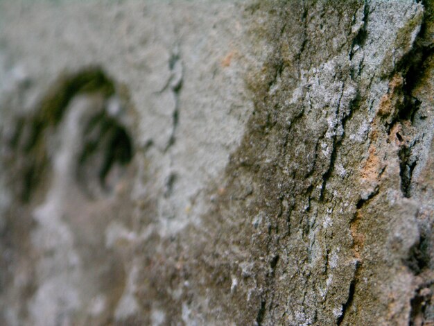 Close-up of tree trunk