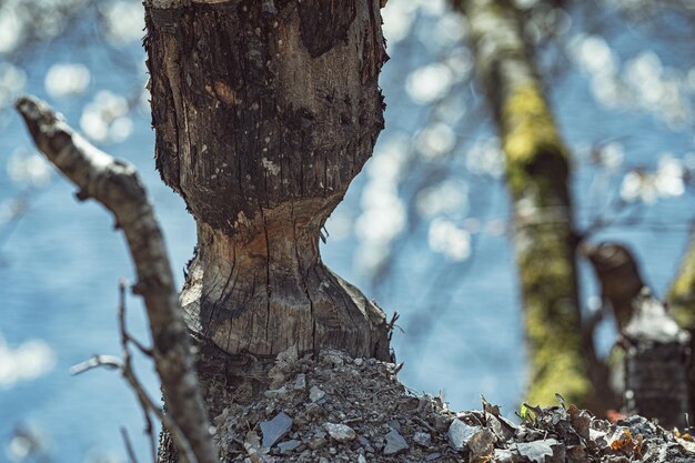 Foto prossimo piano del tronco dell'albero