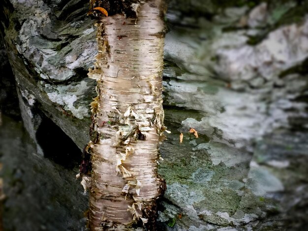 Close up of tree trunk