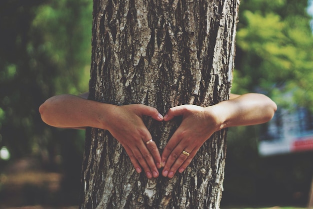 Close-up of tree trunk