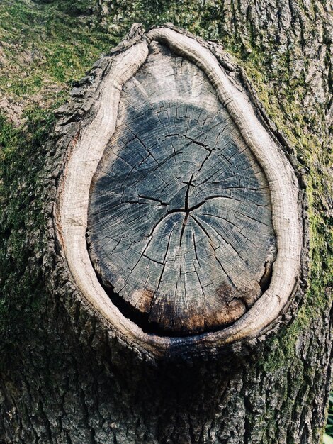 Photo close-up of tree trunk