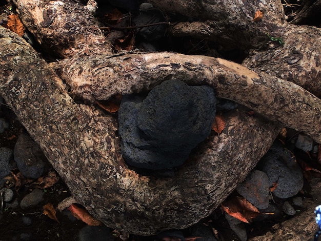 Foto prossimo piano del tronco dell'albero