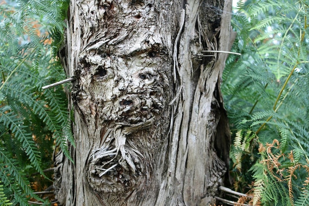 Close-up of tree trunk